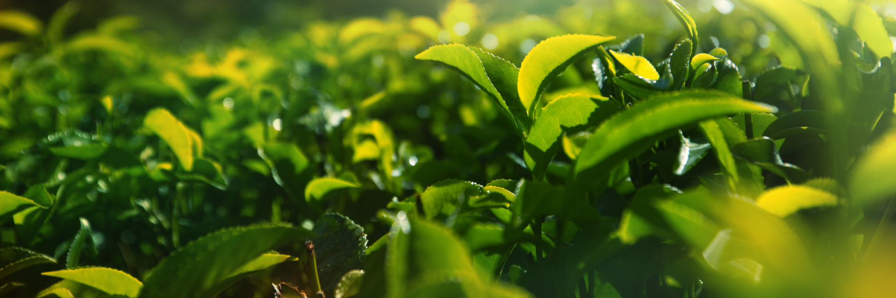 Tea – Siame | Fragrance From Siam